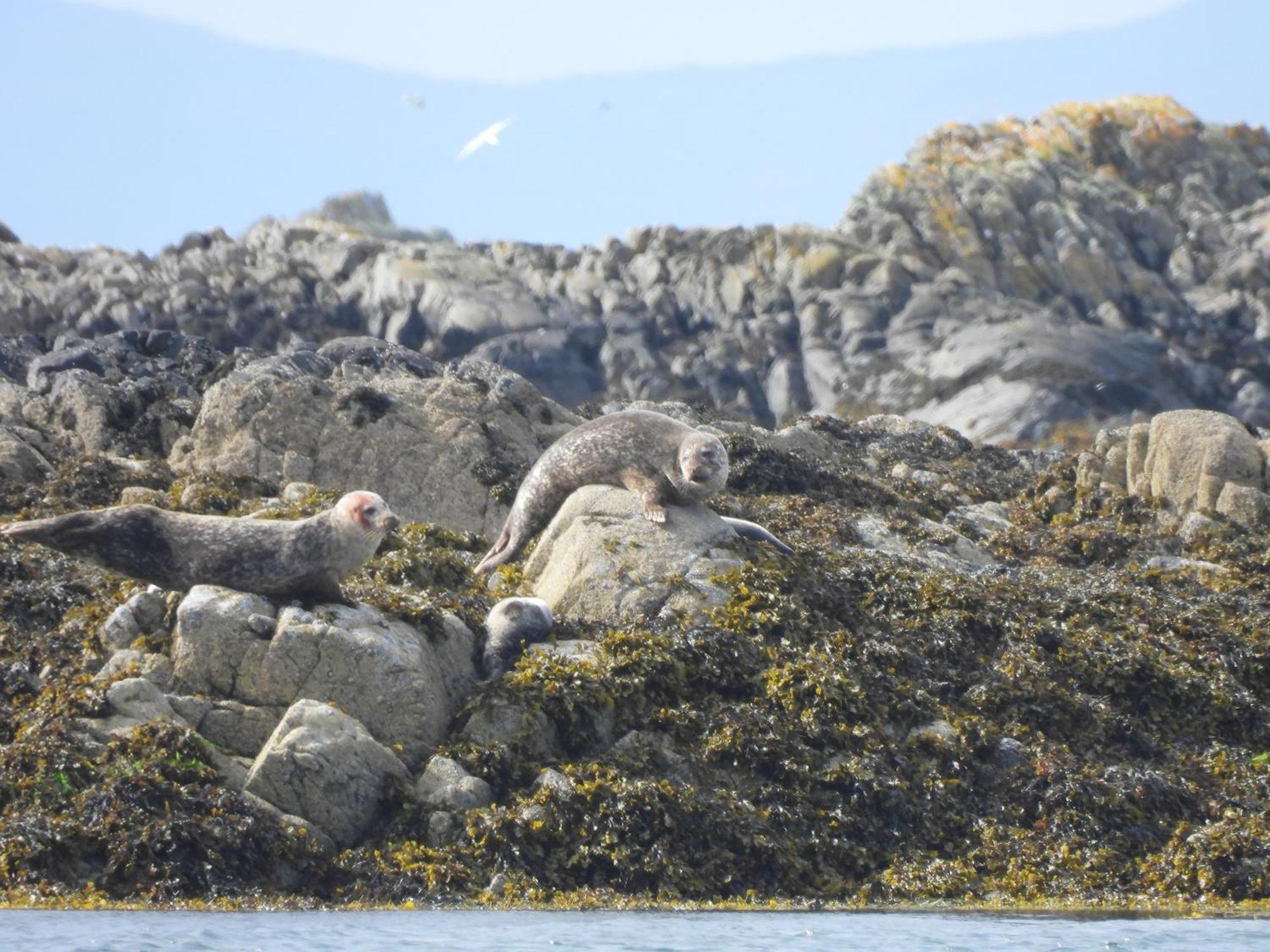 The Wee Lodge Mallaig Zewnętrze zdjęcie